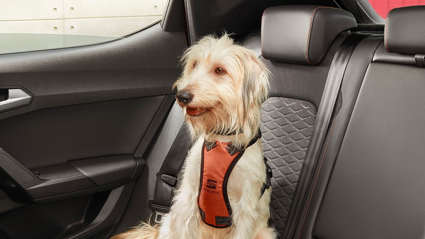 Ein Hund mit einem SEAT Hundegurt auf dem Rücksitz eines SEAT.